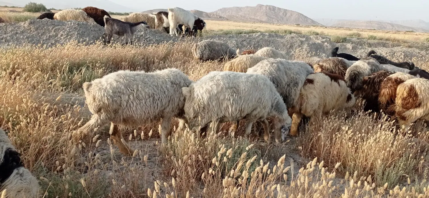 میش بز|حیوانات مزرعه|کربال, |دیوار
