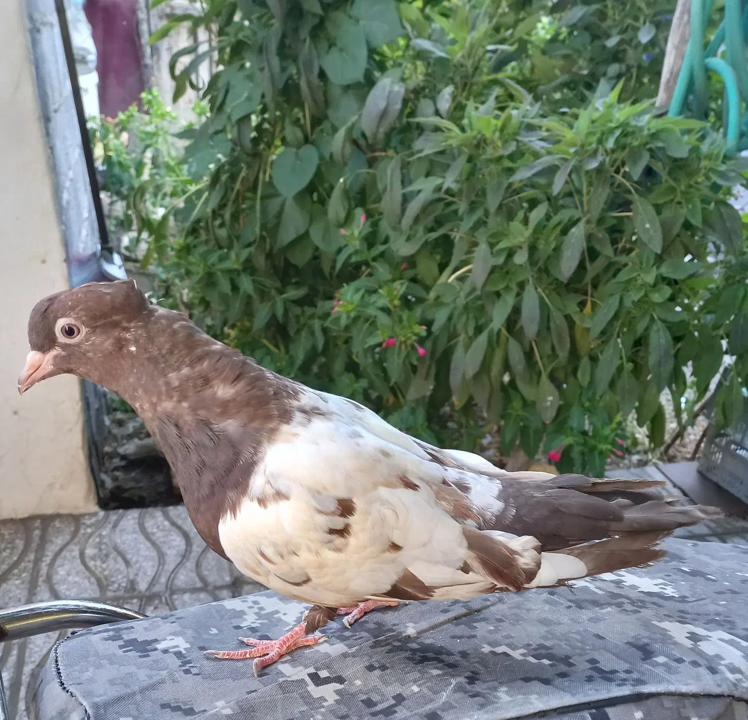 دستی|پرنده|کوهبنان, |دیوار