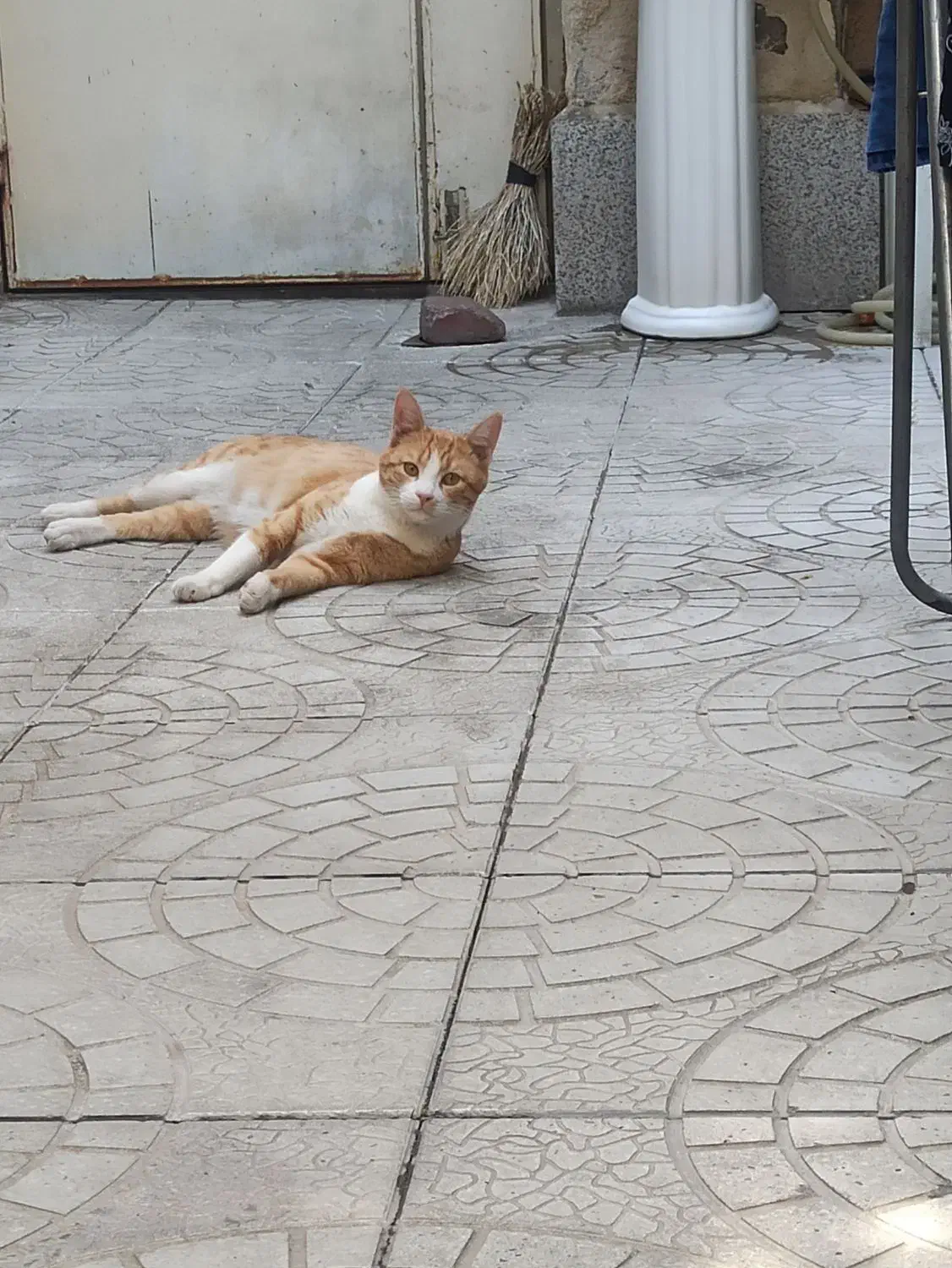 گم شده|حیوانات|تبریز, |دیوار