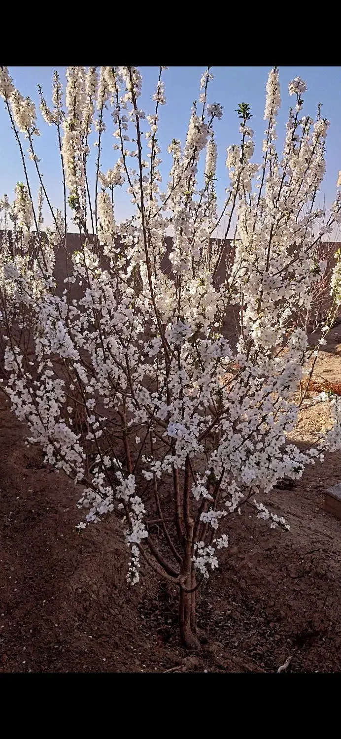 باغ ۶۵۰ متری سفت کاری - Widok 4