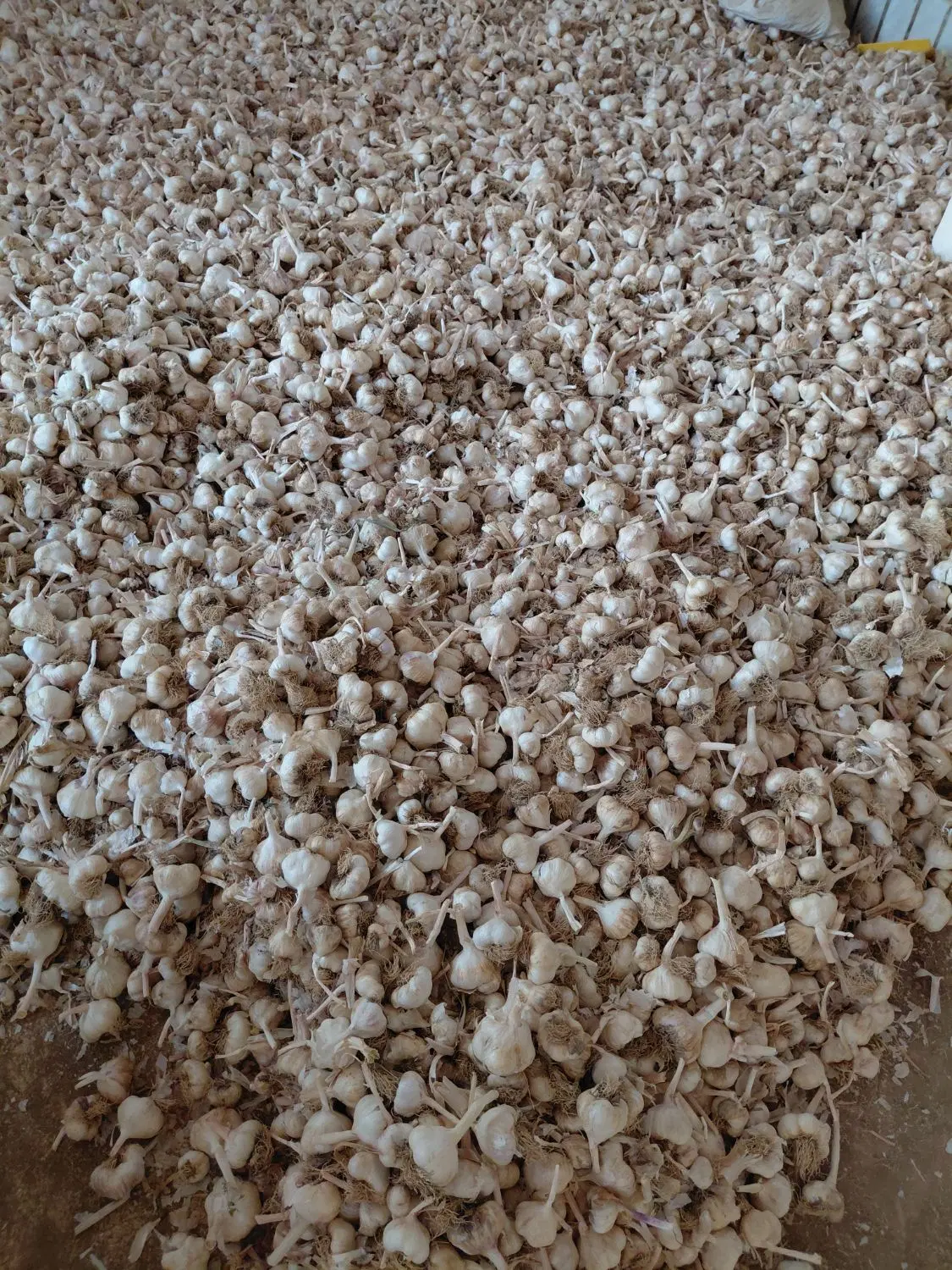 سیر سفید|خوردنی و آشامیدنی|نورآباد, |دیوار