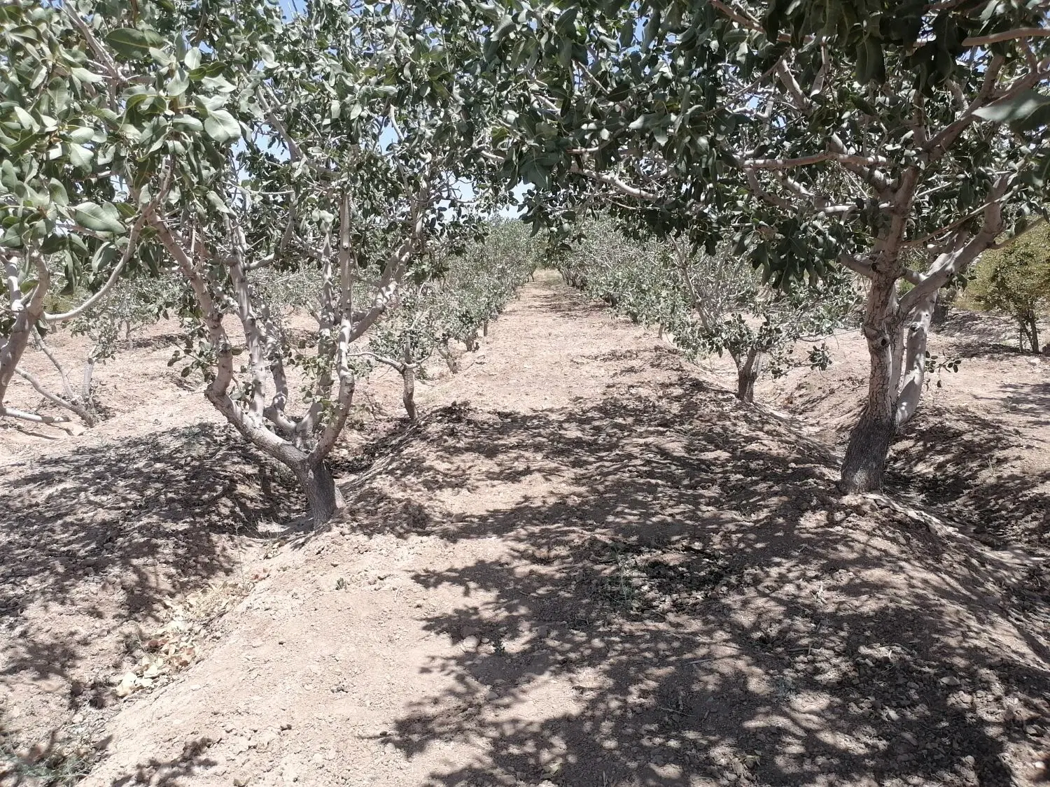 تصویر 5