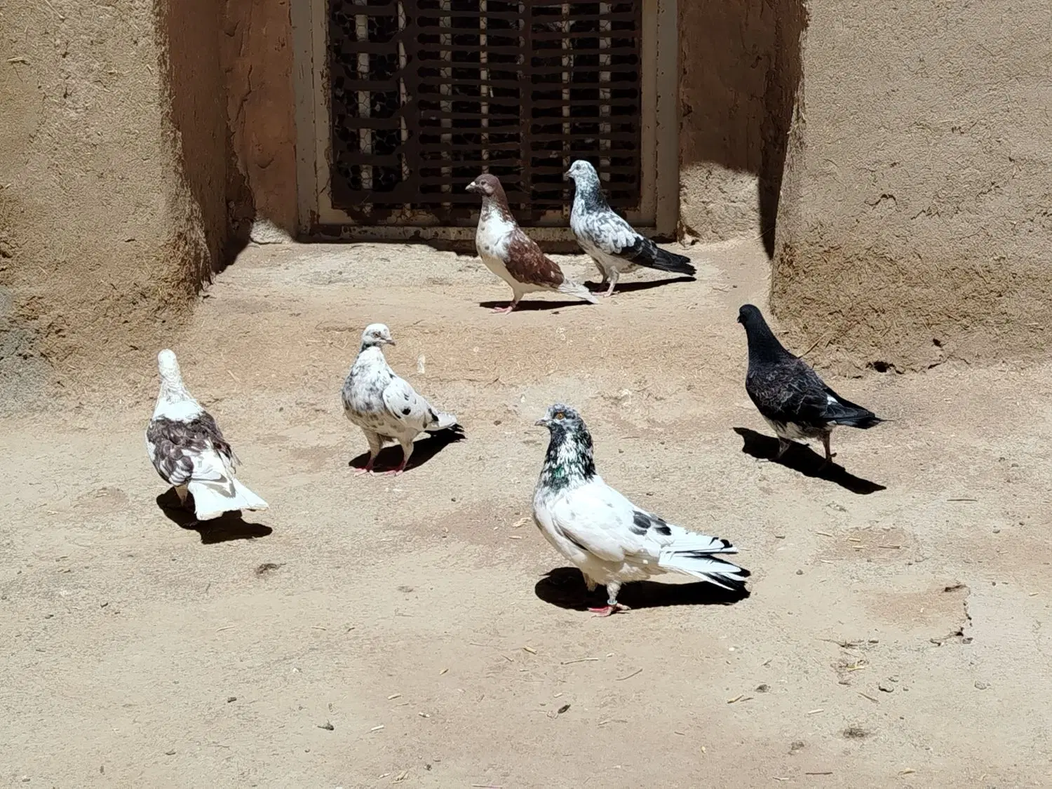 کبوتر|پرنده|کویرات, |دیوار