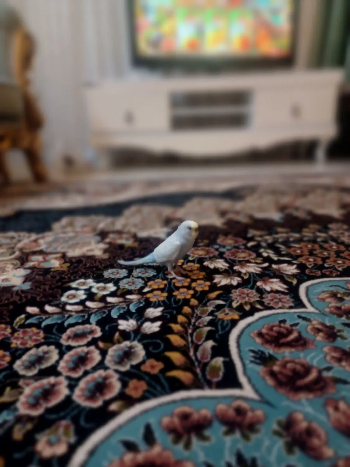 پرنده|پرنده|گلبهار, شهر جدید گلبهار|دیوار