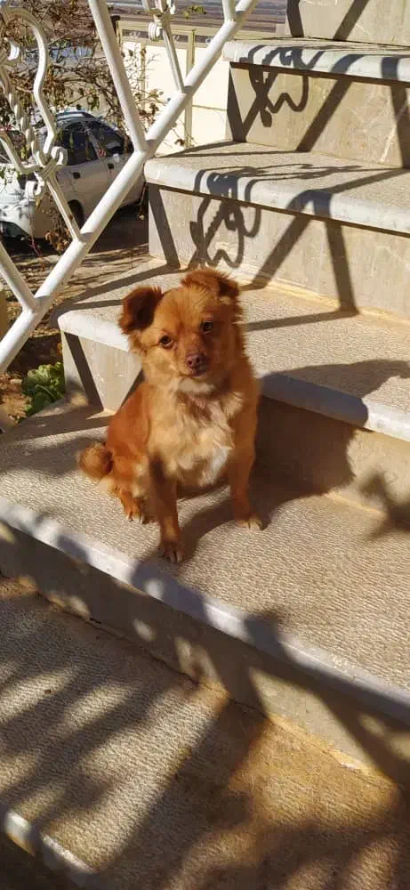 فروش سک|سگ|سپیدان, |دیوار