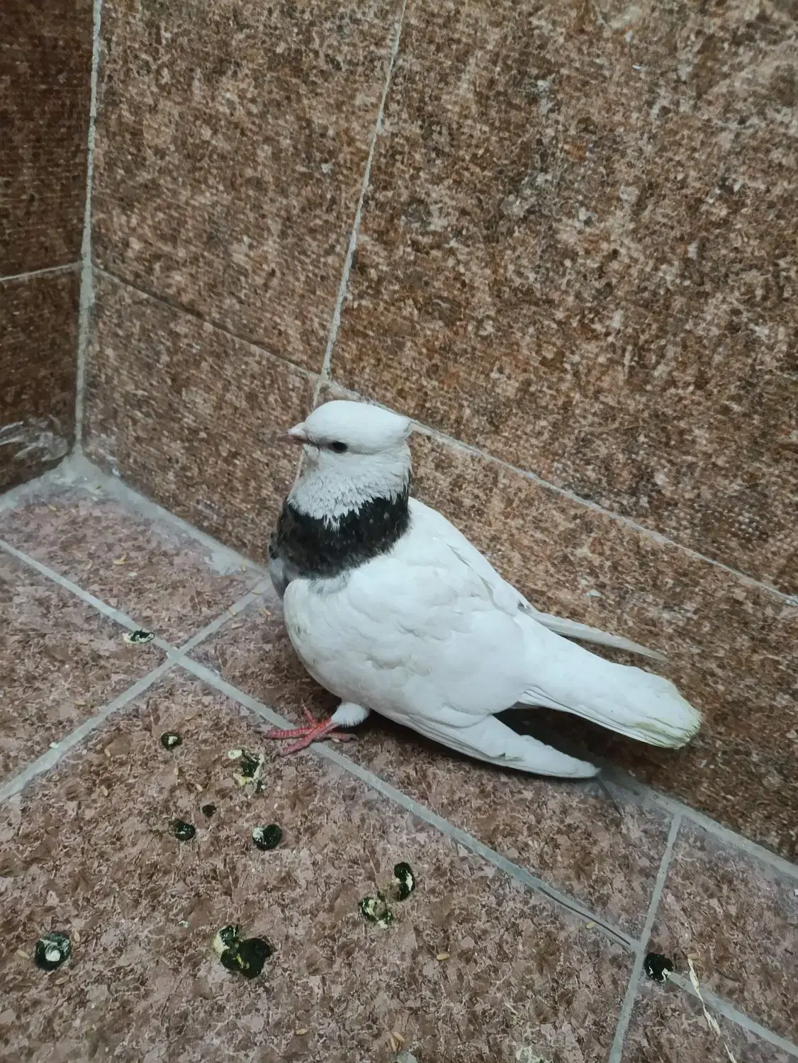 کفتر|پرنده|آفتاب, |دیوار