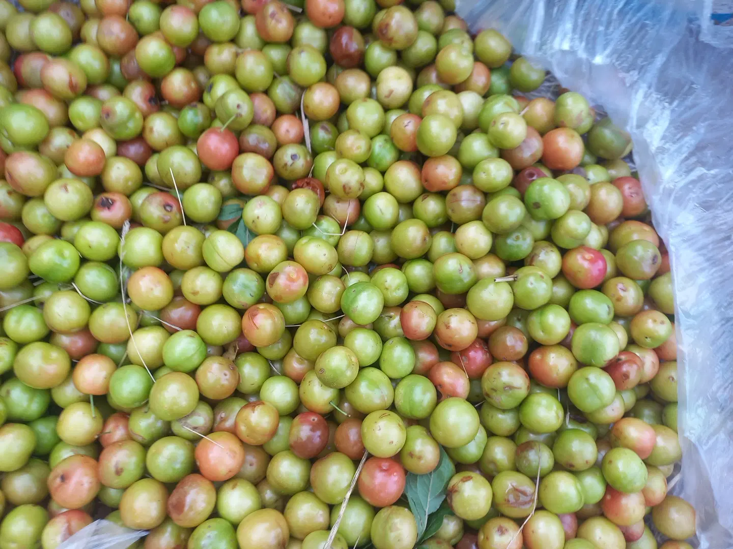 آلوچه|خوردنی و آشامیدنی|اهر, |دیوار