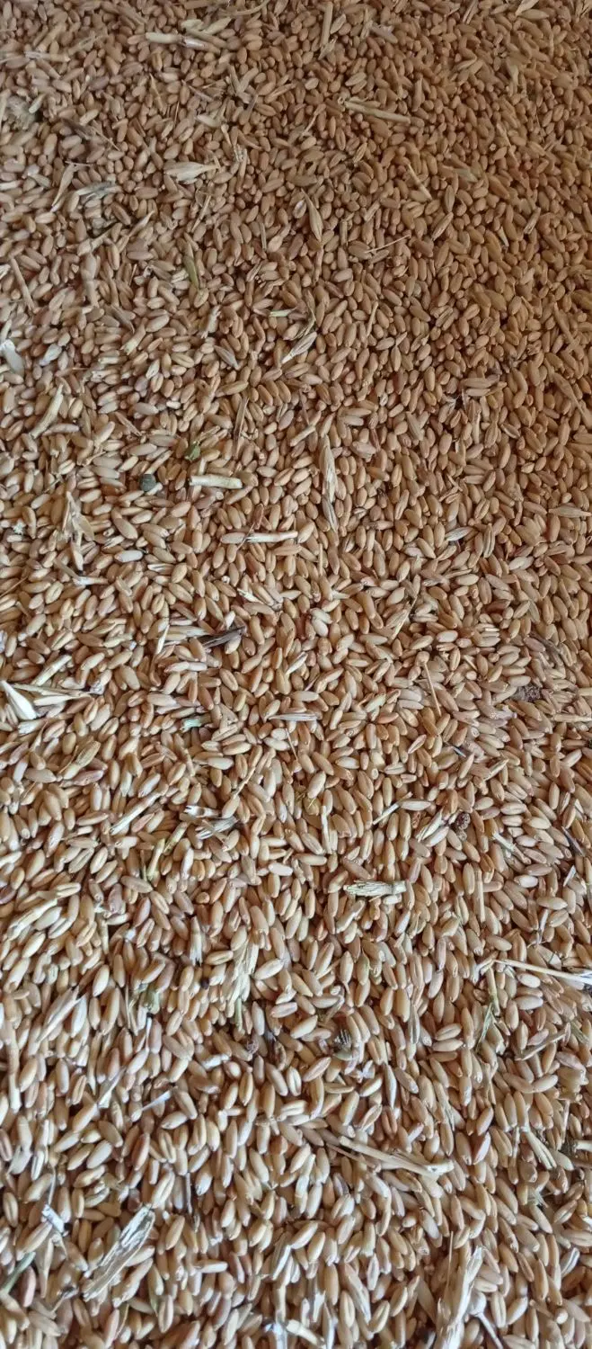 گندم دیم|خوردنی و آشامیدنی|نهاوند, |دیوار
