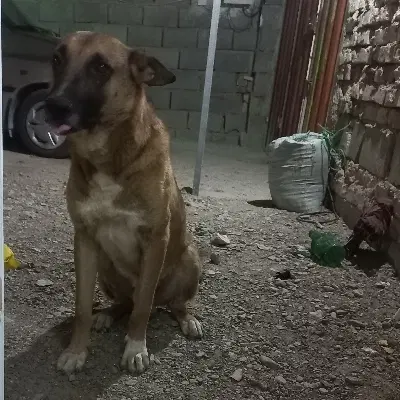 سگ نگهبان|سگ|زابل, |دیوار