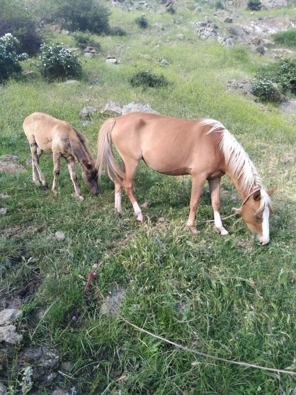 اسب|اسب و تجهیزات اسب‌سواری|اردبیل, |دیوار