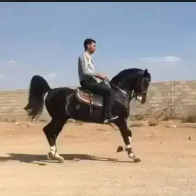 کرد|اسب و تجهیزات اسب‌سواری|نجف‌آباد, شیخ آباد|دیوار