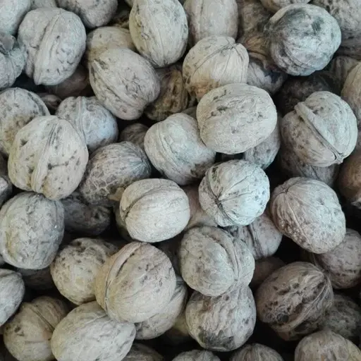 گردو|خوردنی و آشامیدنی|تهران, سبلان (لشگر)|دیوار