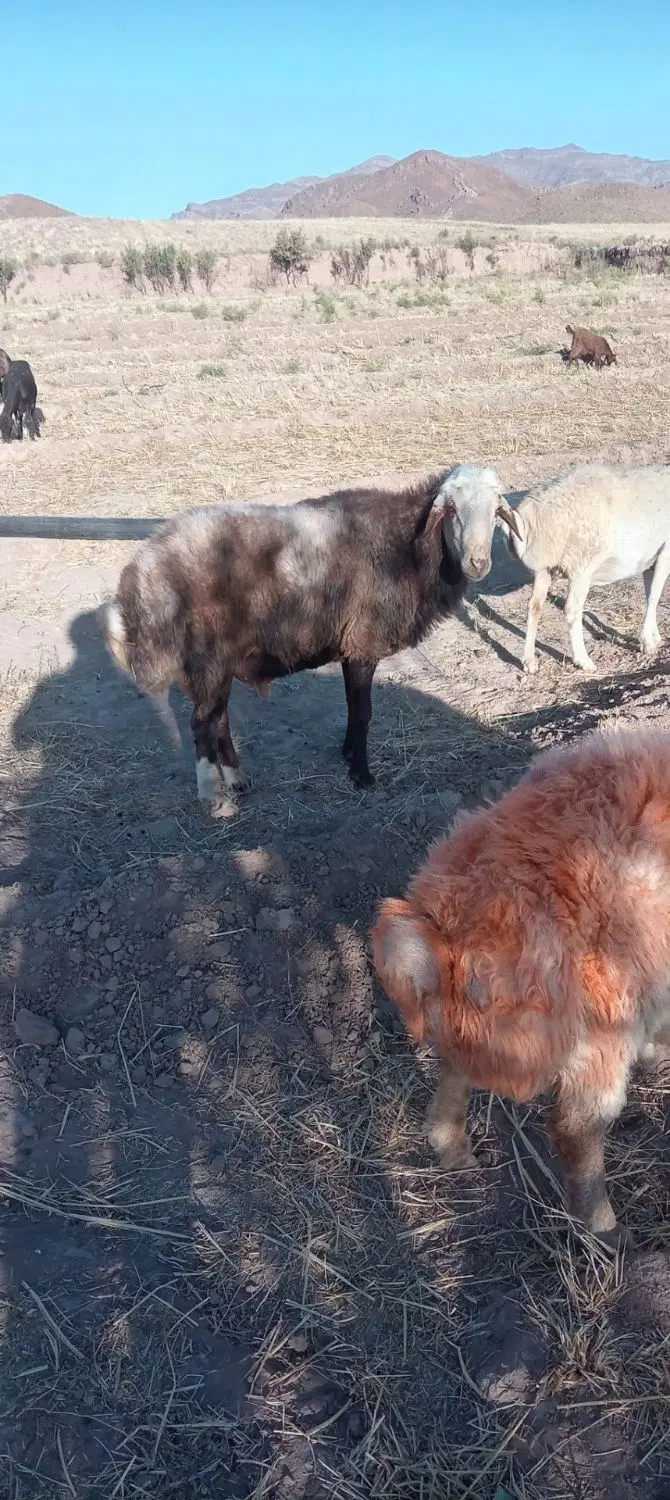 فروشی|حیوانات مزرعه|تایباد, |دیوار