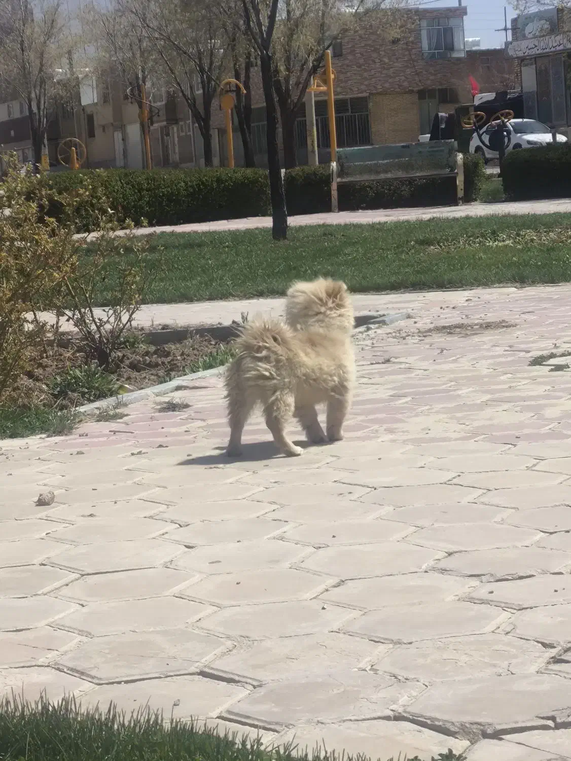 سگ پامر|سگ|بروجن, |دیوار