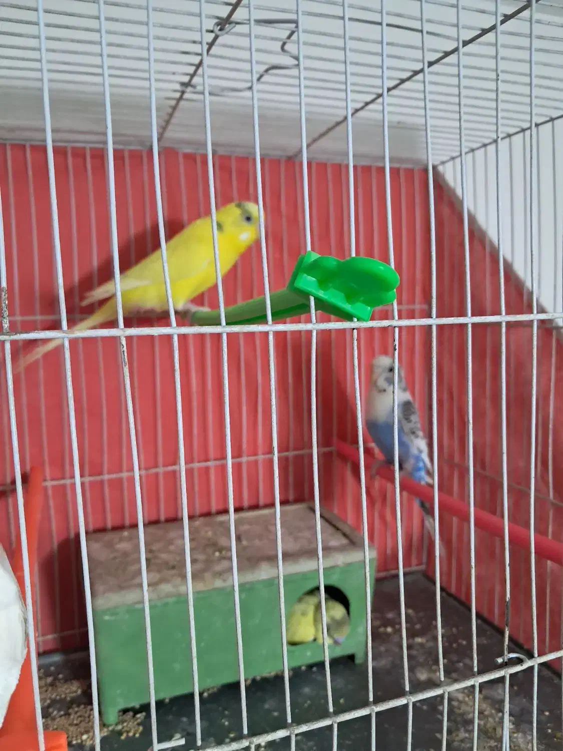 مرغ عشق|پرنده|مشهد, محمدآباد|دیوار