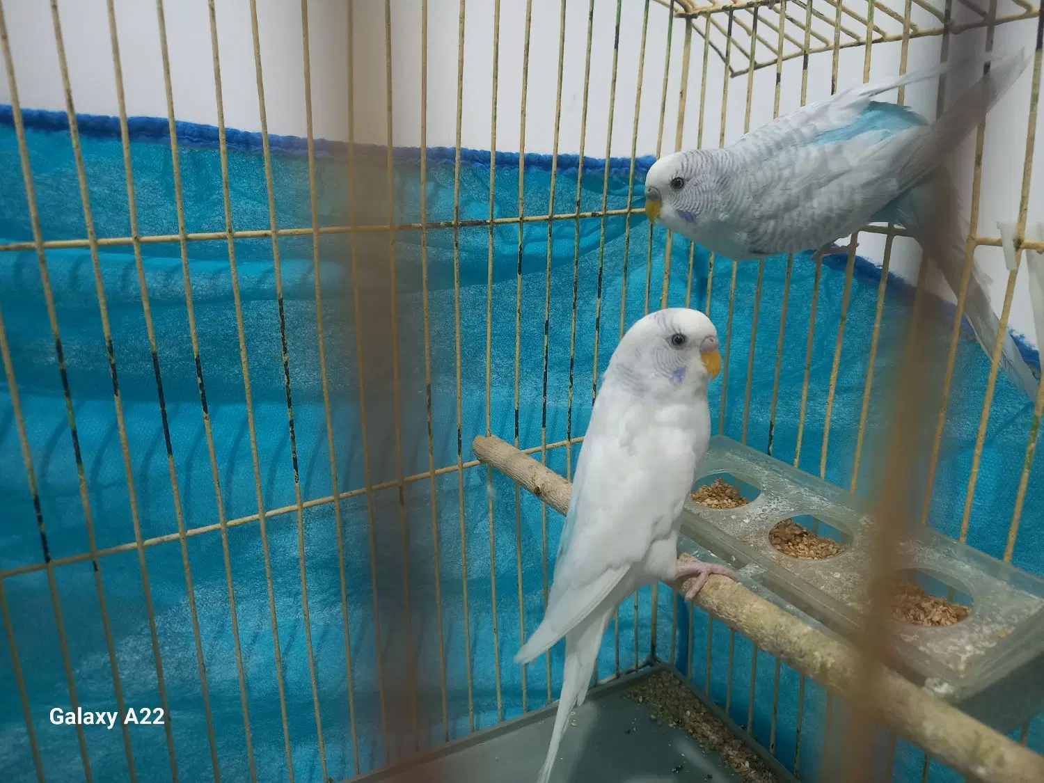 مرغ عشق|پرنده|موگرمون, |دیوار