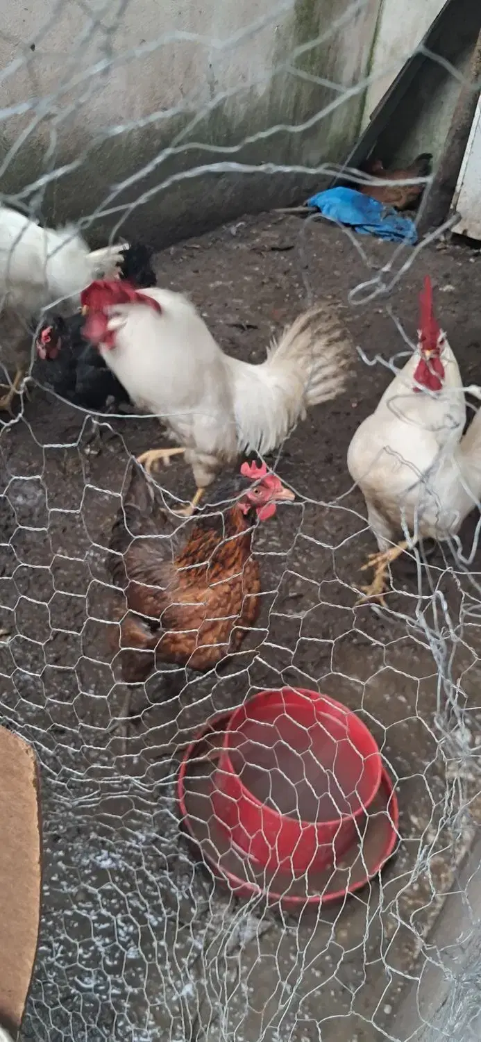خروس|حیوانات مزرعه|رشت, خرسندی|دیوار