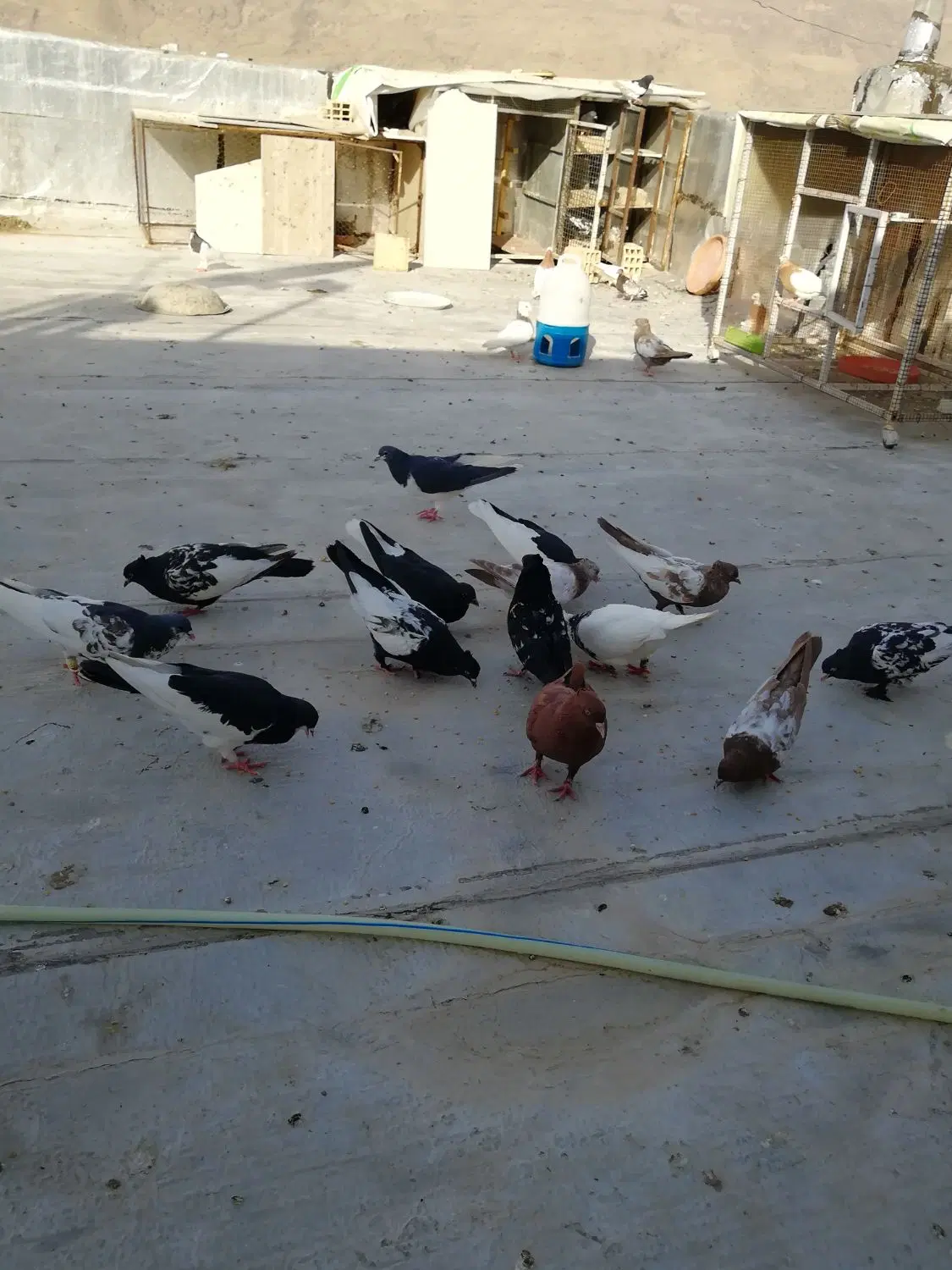 کفتر|پرنده|شیراز, کرونی(خاتونک)|دیوار