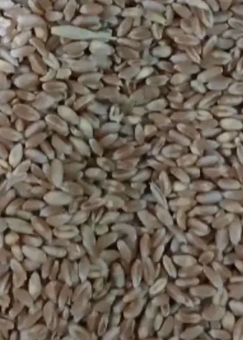 گندم|خوردنی و آشامیدنی|نیشابور, گنبد سبز|دیوار