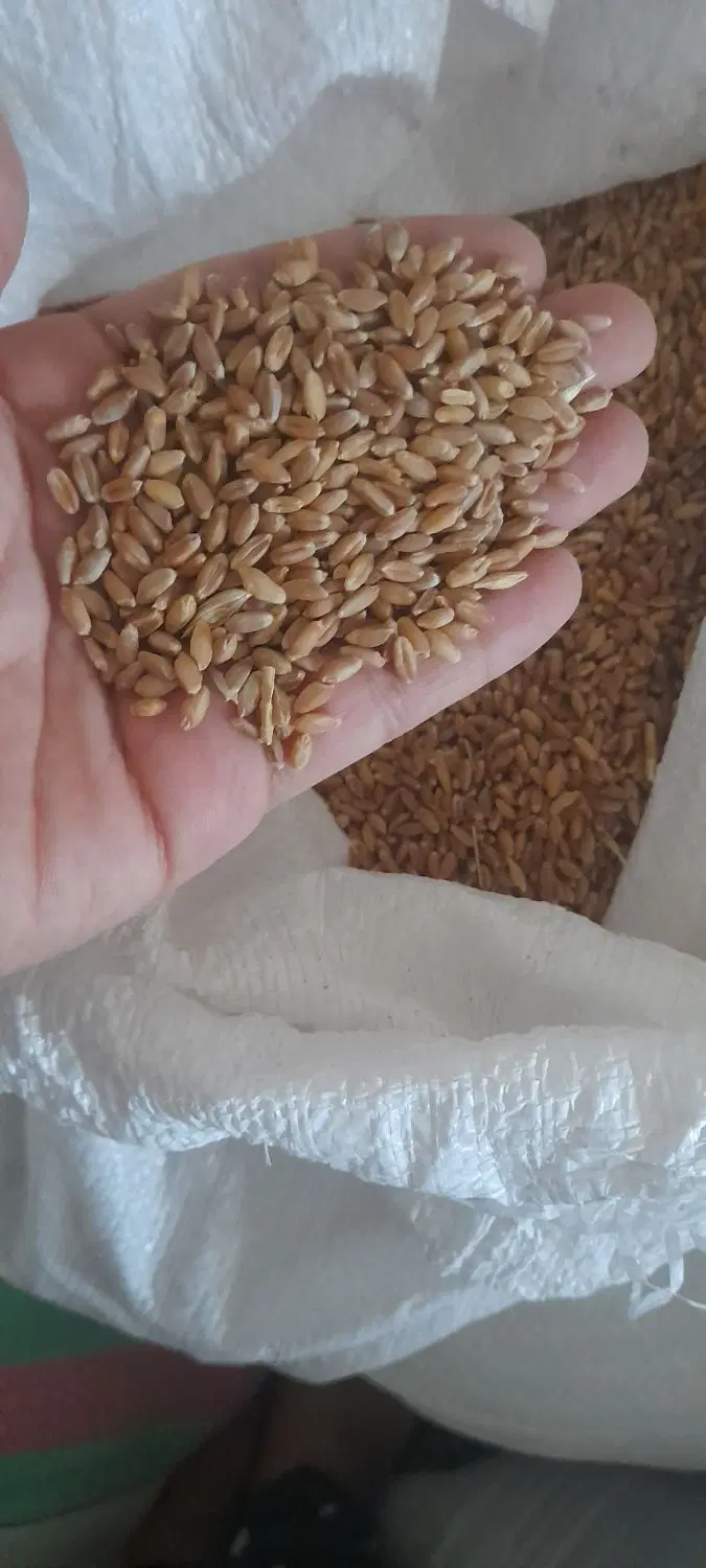 گندم|خوردنی و آشامیدنی|جزنیک, |دیوار