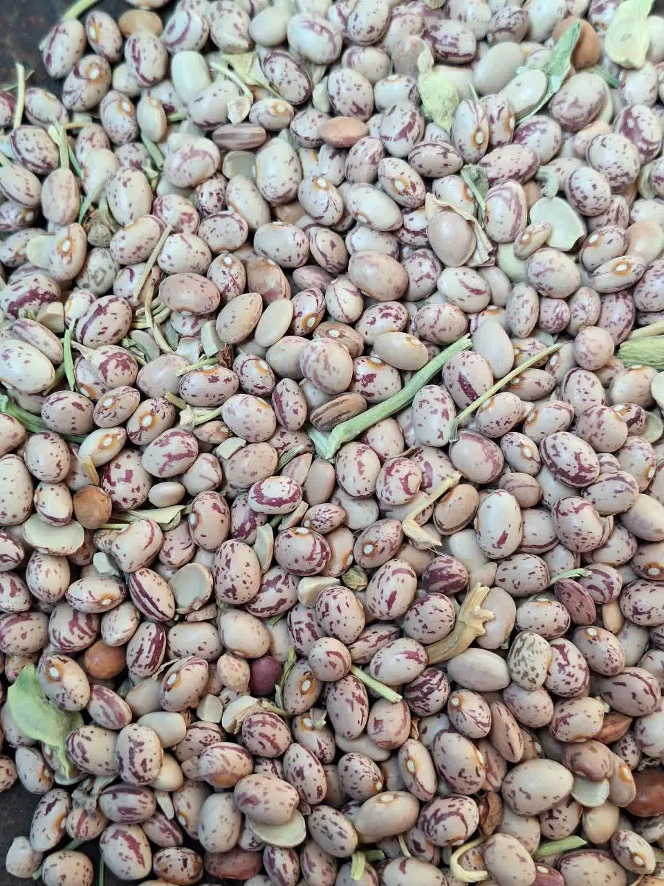 لوبیا|خوردنی و آشامیدنی|آباده, |دیوار