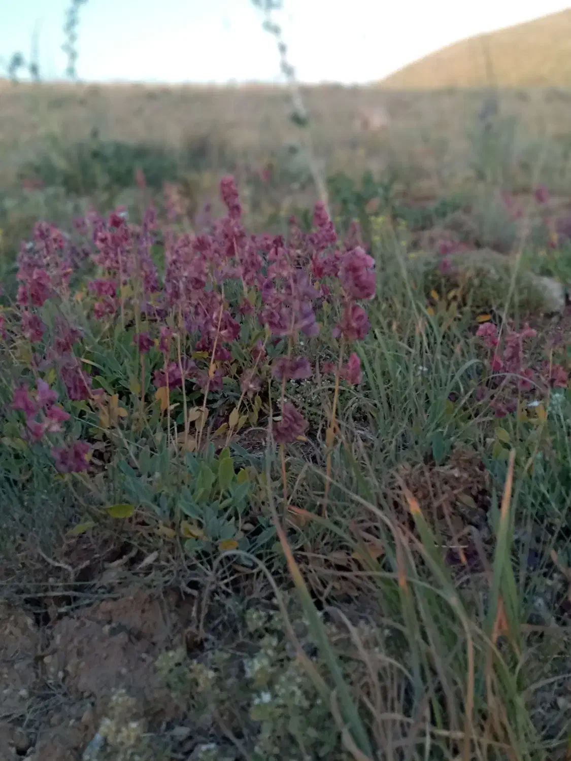 یونجه|لوازم جانبی حیوانات|محمدیار, |دیوار