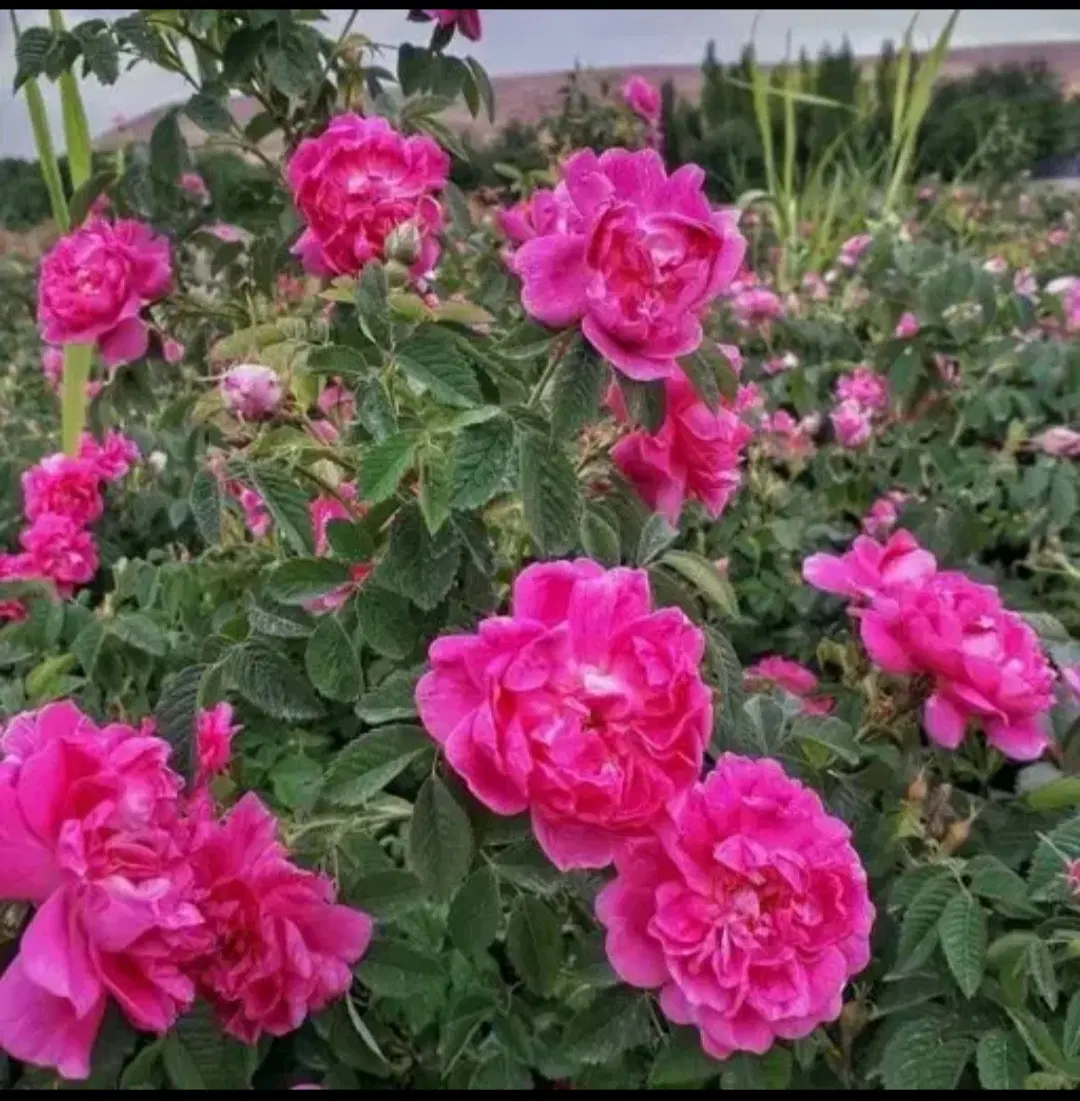 گل محمدی|خوردنی و آشامیدنی|یامچی, |دیوار