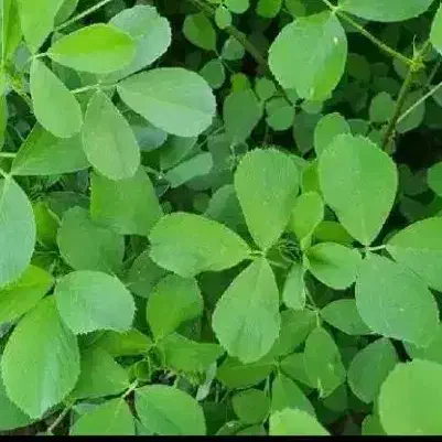 یونجه|لوازم جانبی حیوانات|دیواندره, |دیوار