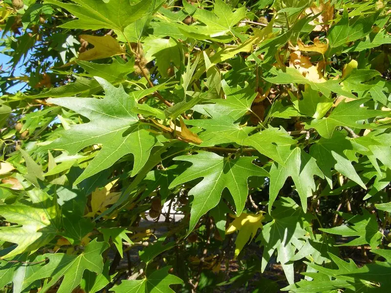 چنار|گل و گیاه طبیعی|مشهد, امیرآباد|دیوار