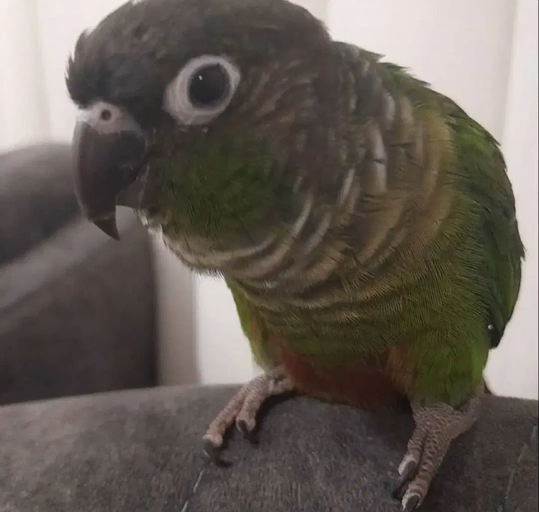 گمشده|حیوانات|بوشهر, |دیوار