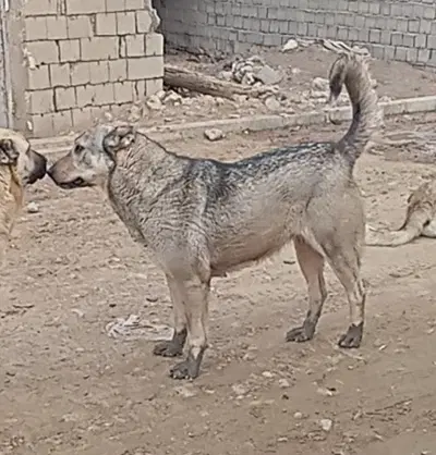 سگ پژدر|سگ|ارومیه, |دیوار