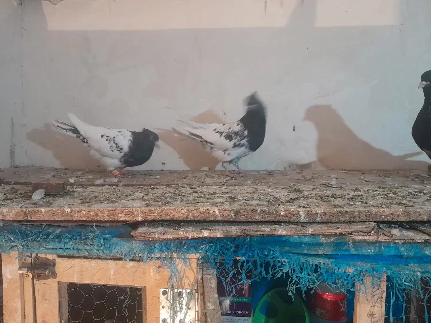 کبوتر|پرنده|شاندیز, |دیوار