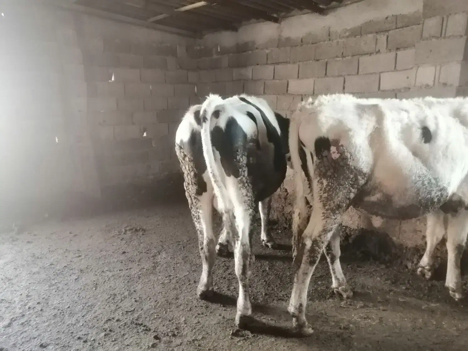 گوساله نر|حیوانات مزرعه|قزوین, |دیوار