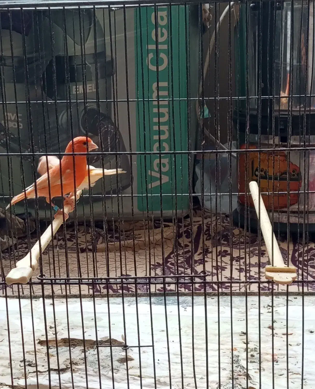 قناری ر فاکتور|پرنده|مشهد, ابوذر|دیوار