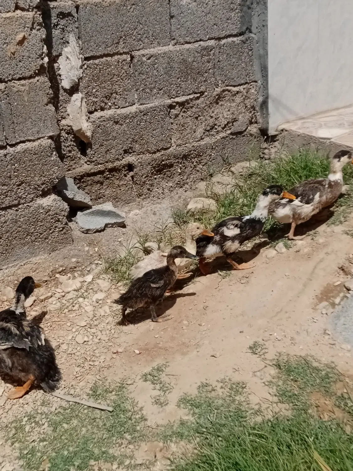 اردک|پرنده|فسا, |دیوار