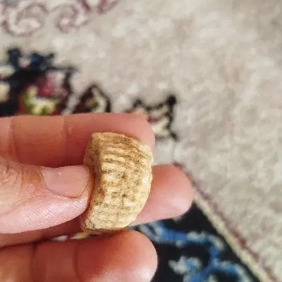 فسیل|مجسمه، تندیس، ماکت|خرم‌آباد, |دیوار