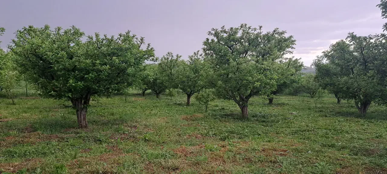 باغ ویلایی|فروش زمین و ملک کلنگی|مشگین شهر, |دیوار