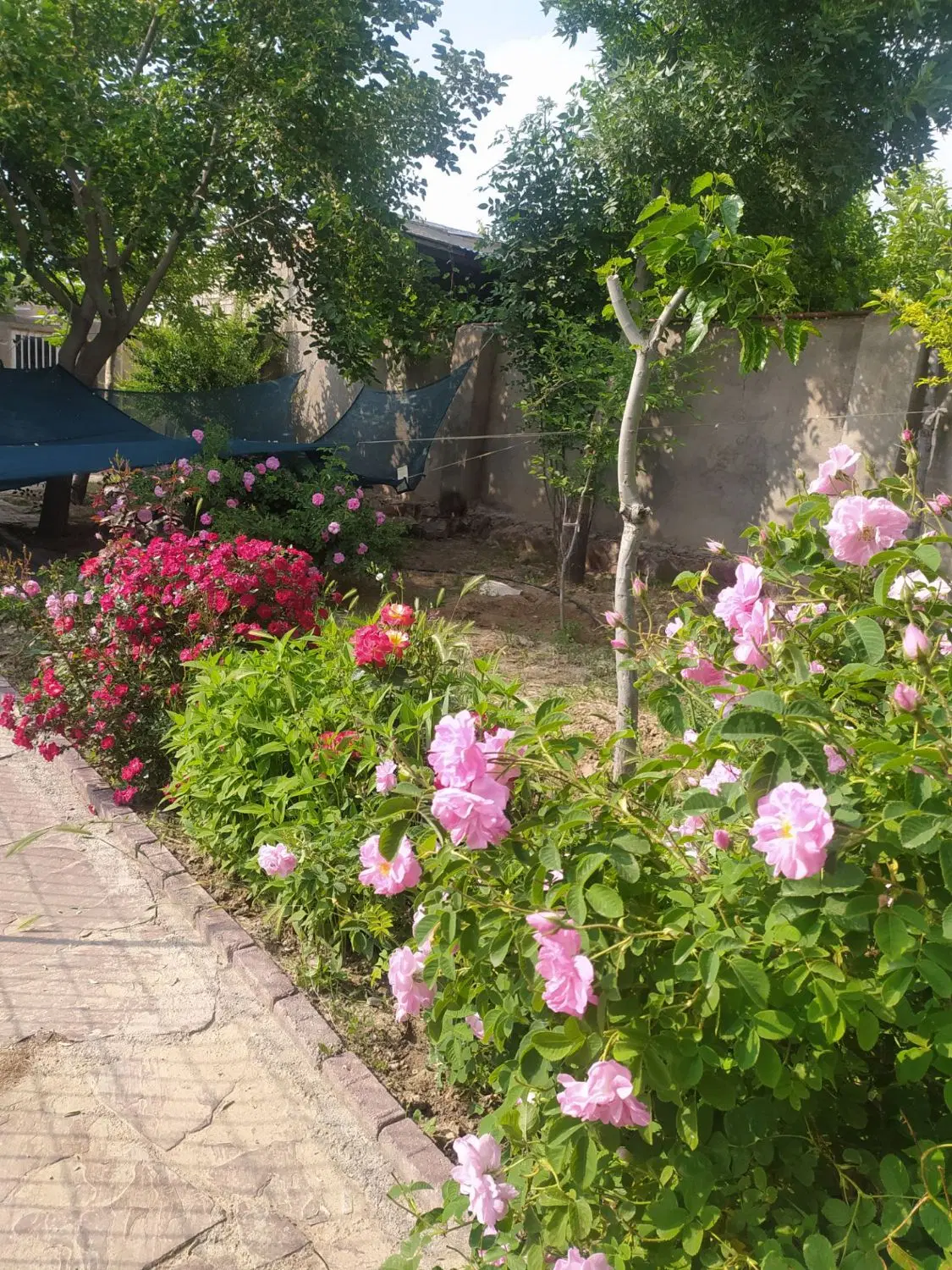 تصویر 2