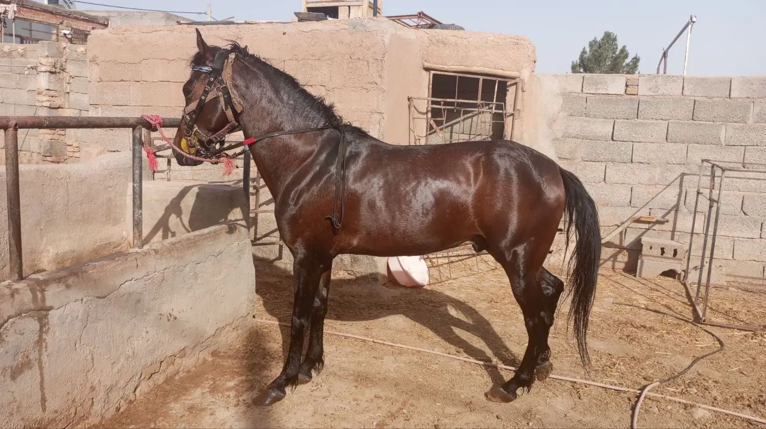 اسب|اسب و تجهیزات اسبسواری|نیشابور, دربقاضی|دیوار
