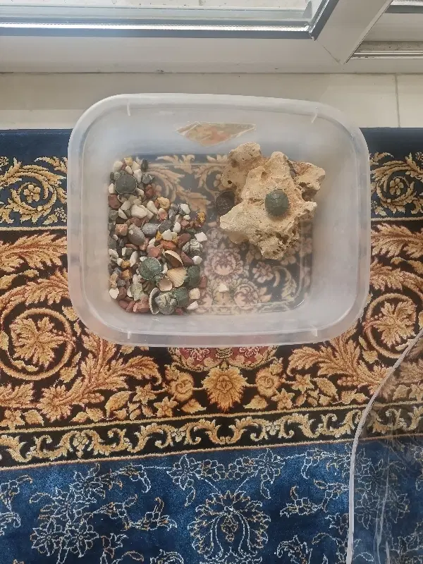 آکواریوم|ماهی|اصفهان, دستگرده|دیوار