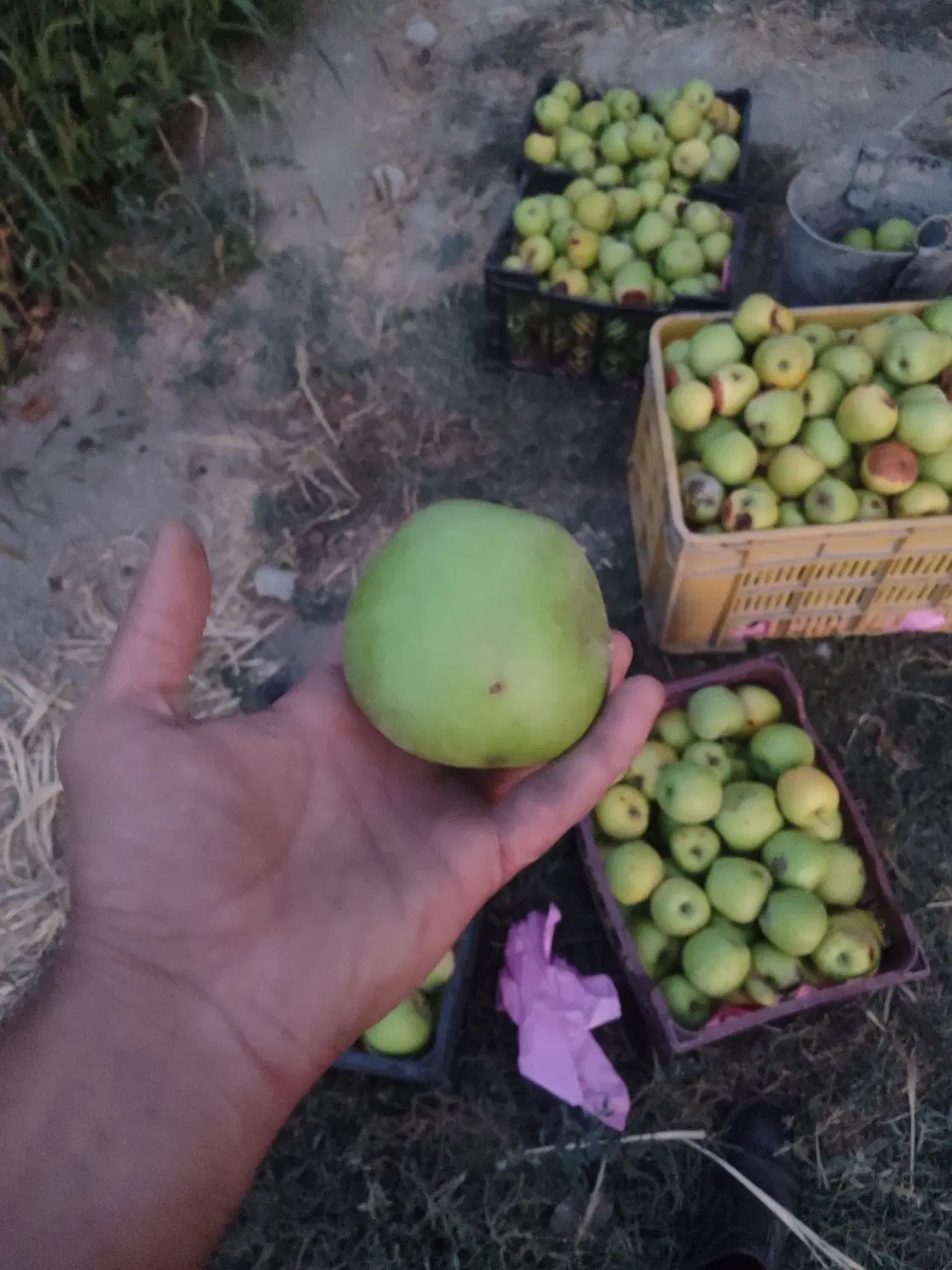 سیب|خوردنی و آشامیدنی|مشهد, مشکینی (شهرک غرب)|دیوار