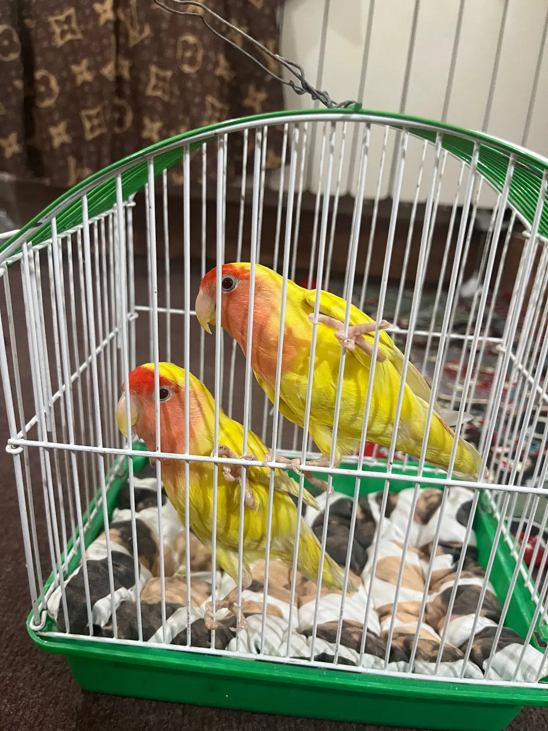 پرنده|پرنده|نکا, |دیوار