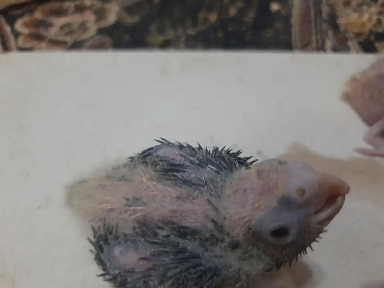 هلندی سرلاکی|پرنده|نجف‌آباد, شهدای غربی|دیوار