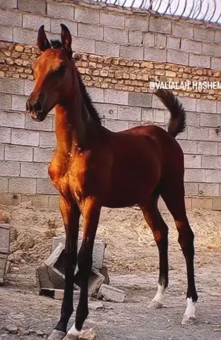 اسب|اسب و تجهیزات اسب‌سواری|خمینی‌شهر, |دیوار