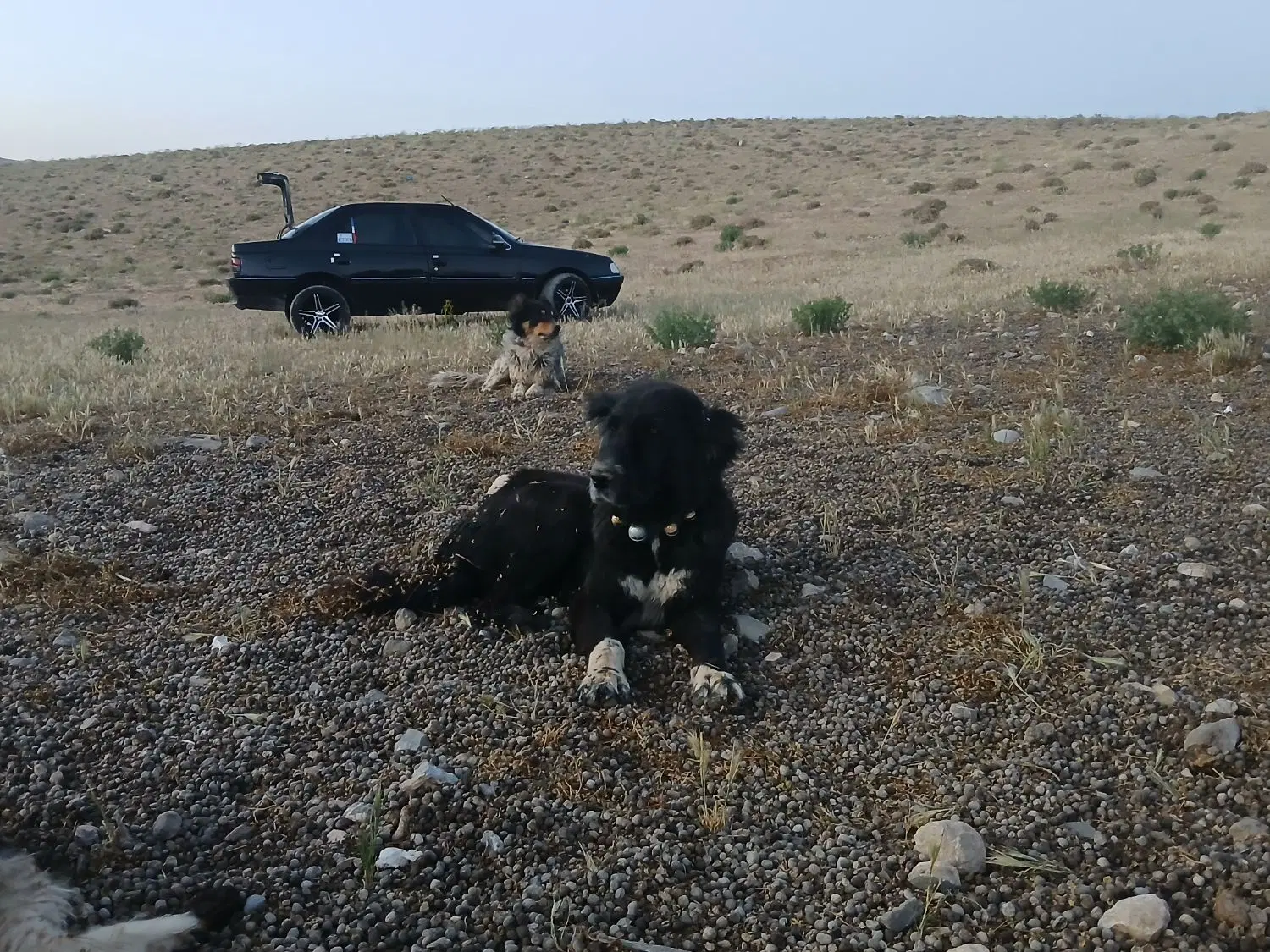 سگ گله ای|سگ|دهاقان, |دیوار