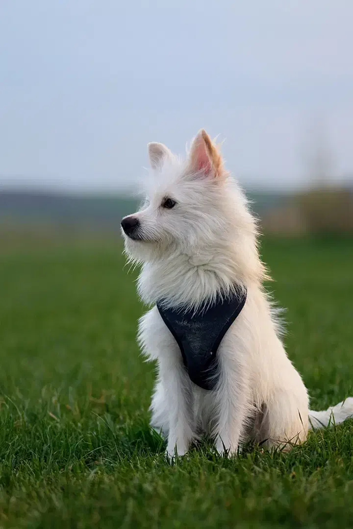 واگزاری با شرایط|سگ|مشهد, باغون آباد|دیوار