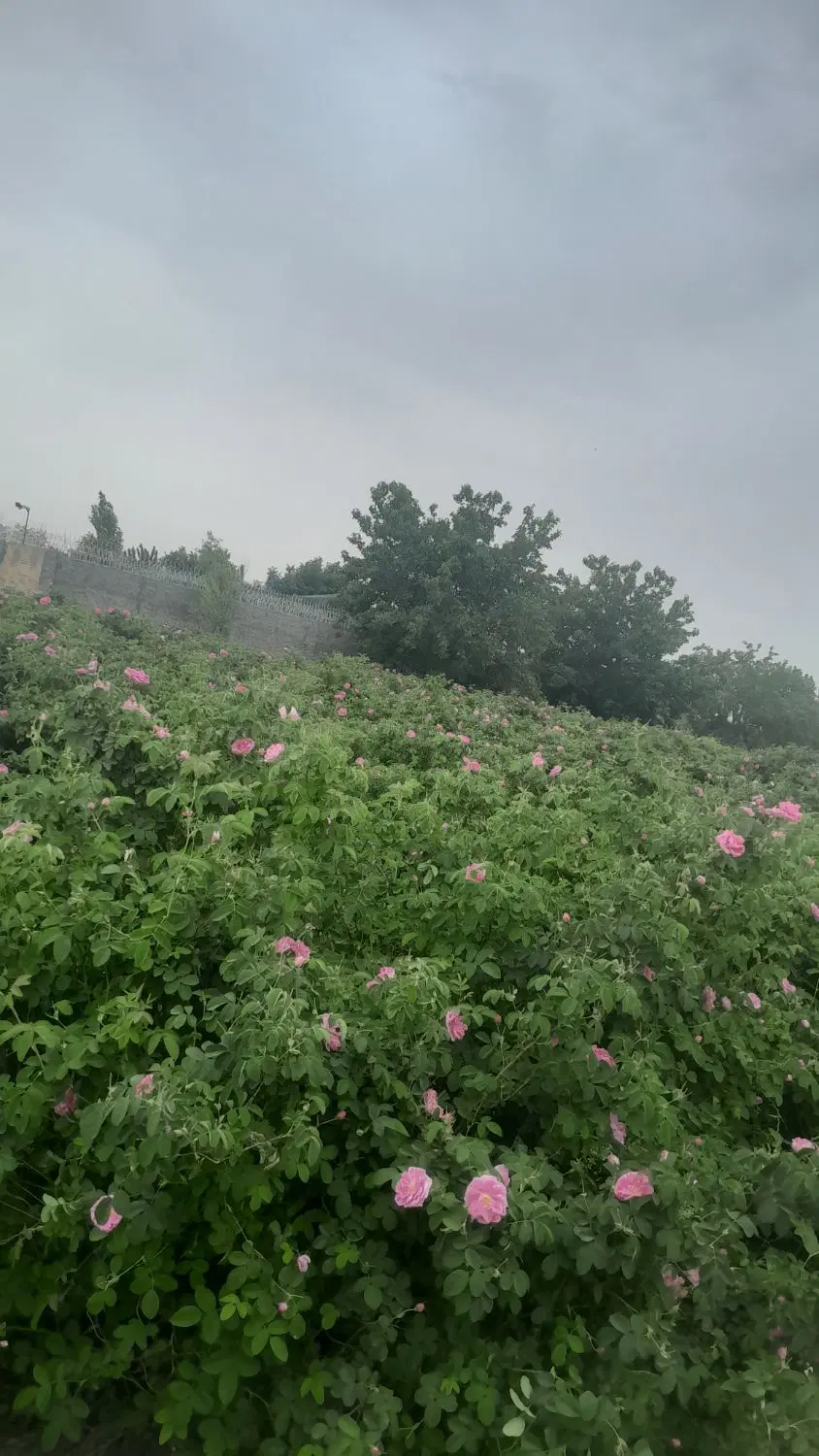 گلاب|خوردنی و آشامیدنی|مشهد, فرخد|دیوار