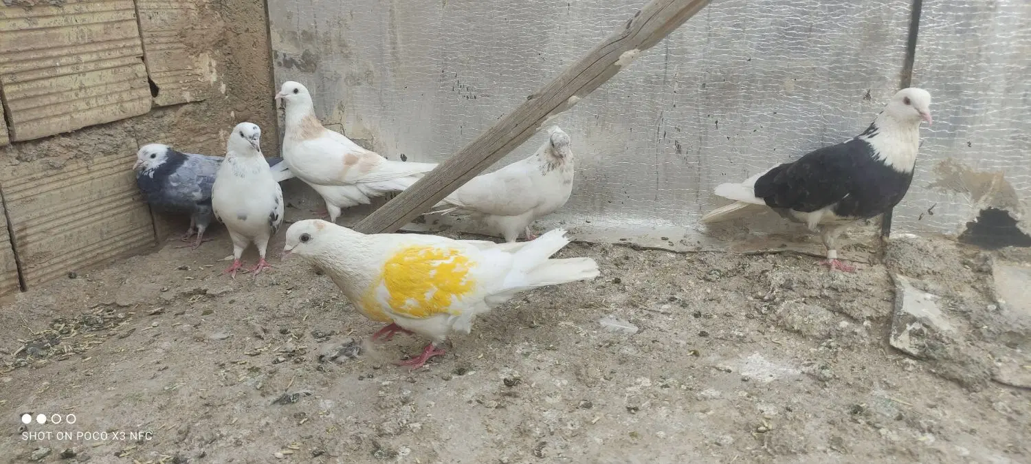 کبوتر|پرنده|زنجان, |دیوار