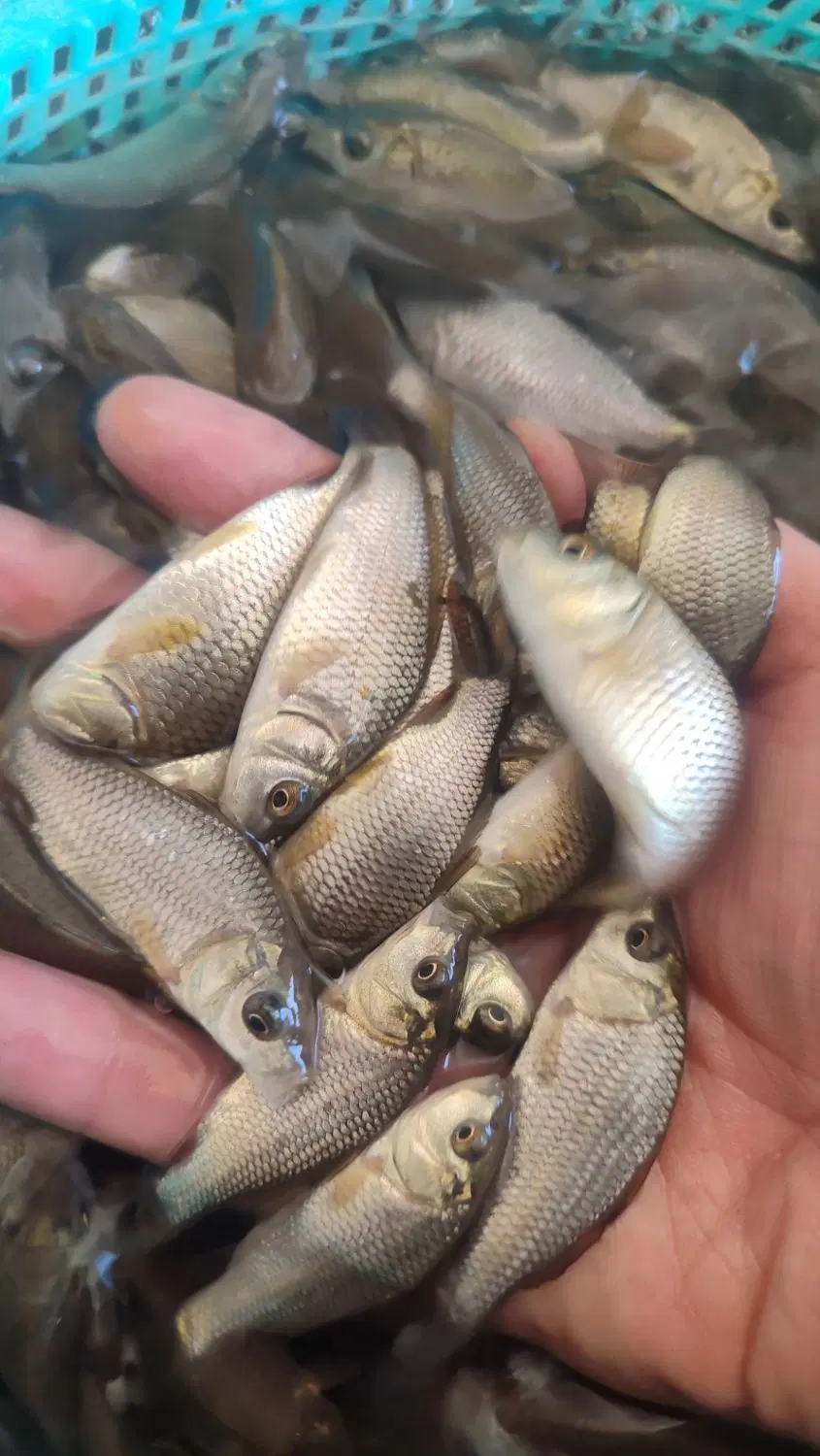 ماهی carp|ماهی|سنندج, |دیوار