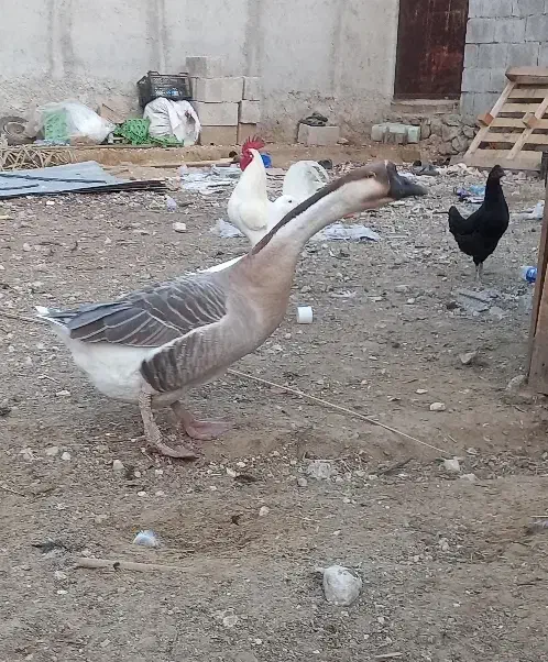 قو قاز|حیوانات مزرعه|اهرم, |دیوار